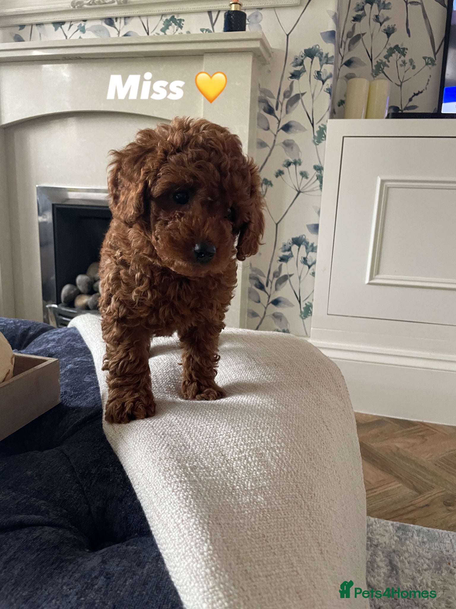 Cavapoochon dogs 💛1 GIRLY LEFT 💛 F1BB DNA f1bb Toy cavapoochons  - Advert 17