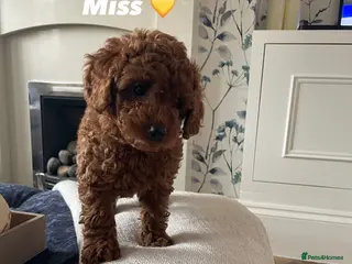 Cavapoochon dogs 💛1 GIRLY LEFT 💛 F1BB DNA f1bb Toy cavapoochons - Advert 17