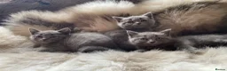British Shorthair cats for sale: Bsh mix kittens  - Advert 4