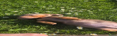 Miniature Dachshund 1