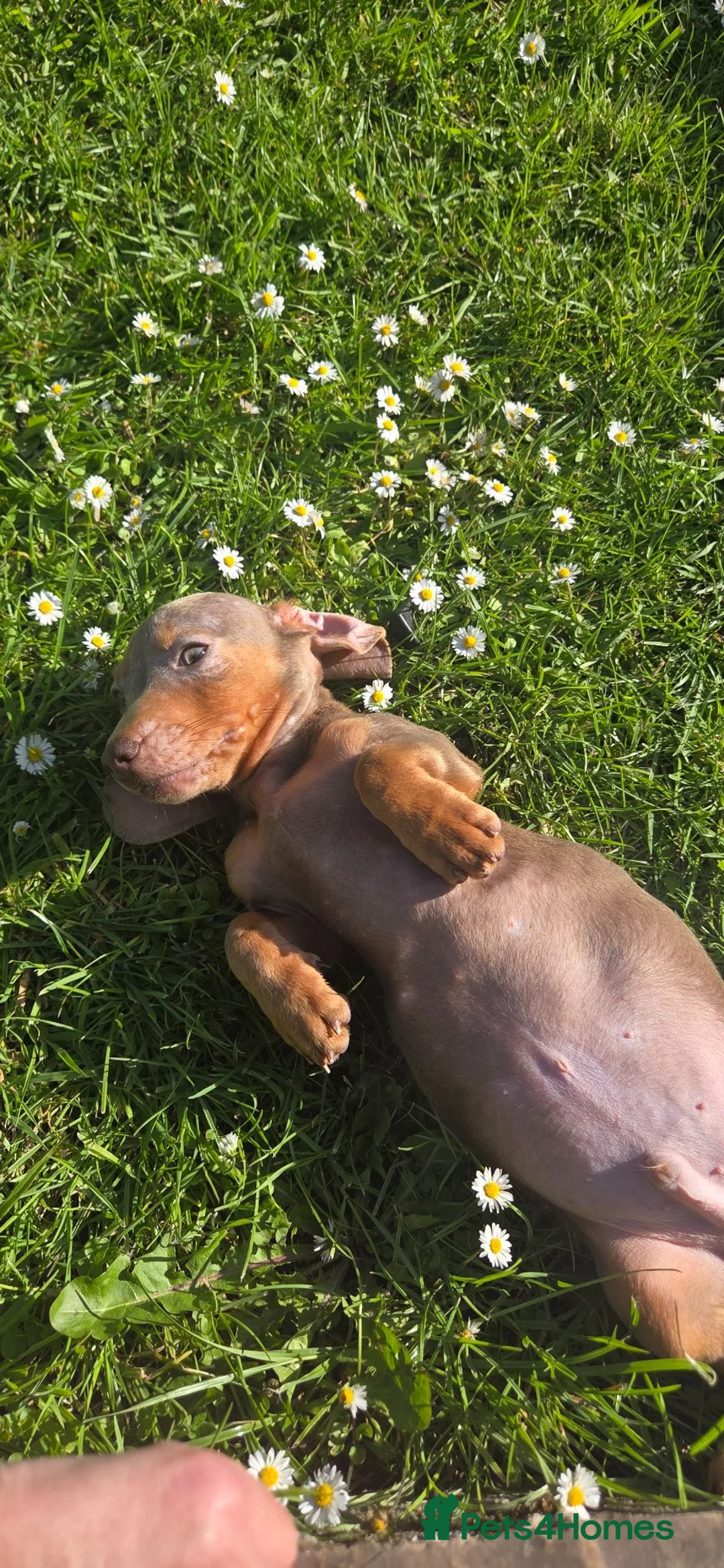 Miniature Dachshund dogs for sale: Dachshund puppies  - Advert 2