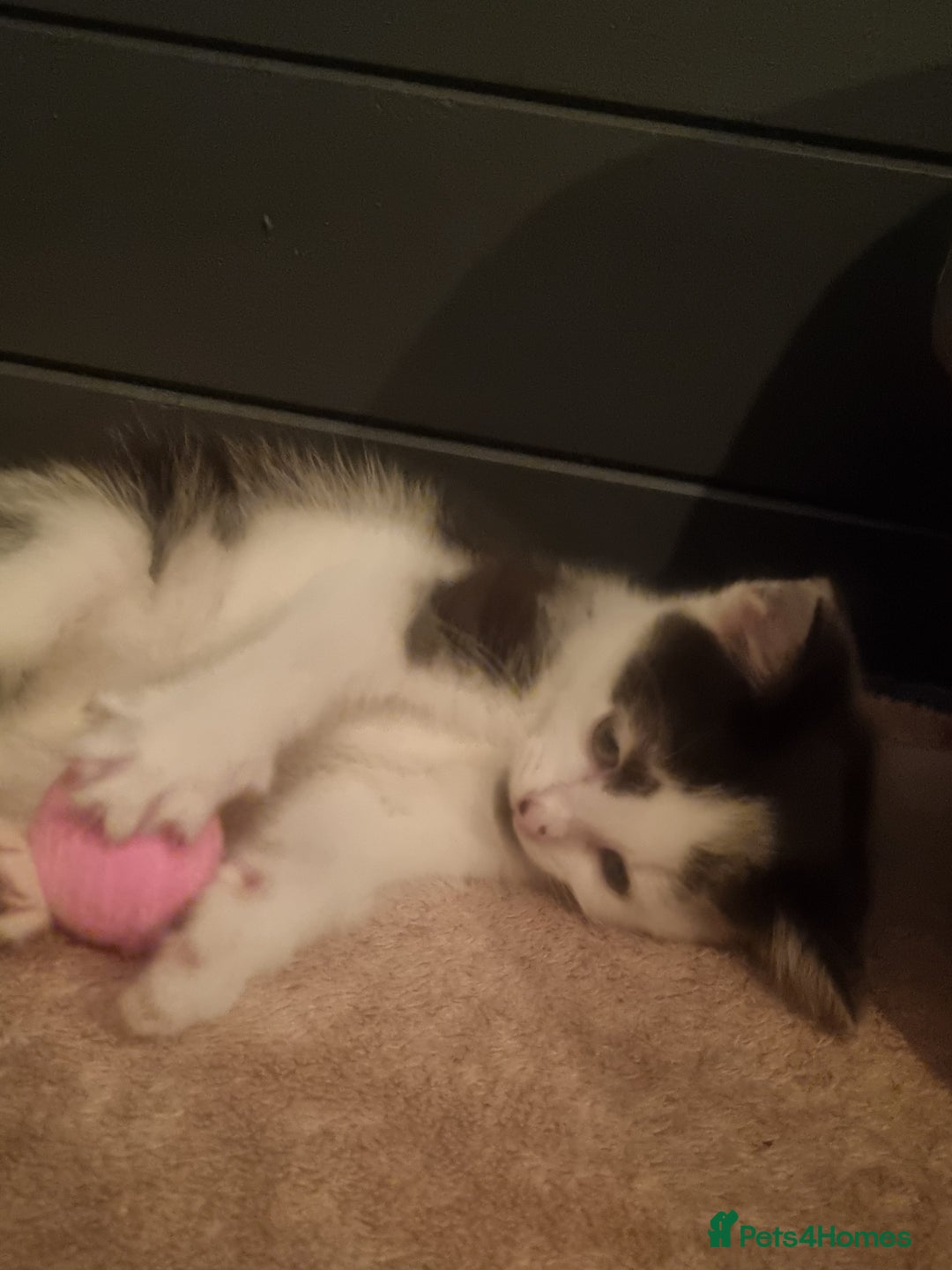 Mixed Breed cats for sale: Beautiful black and white kittens  - Image 6