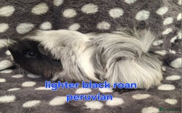 Guinea Pig rodents for sale: Baby male peruvian guinea pigs  - Image 4