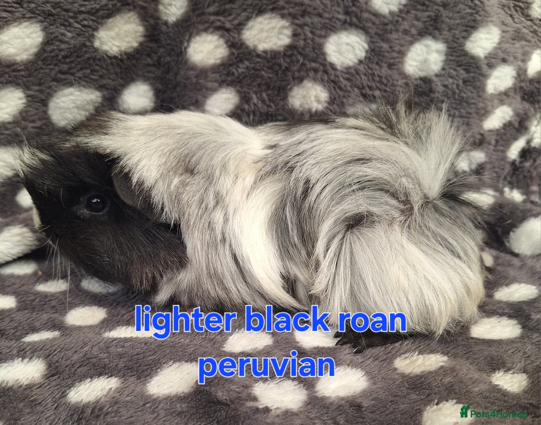 Guinea Pig rodents for sale: Baby male peruvian guinea pigs  - Image 4