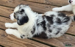 Australian Shepherd dogs for sale: our final Australian Shepherd litter for sale - Image 3