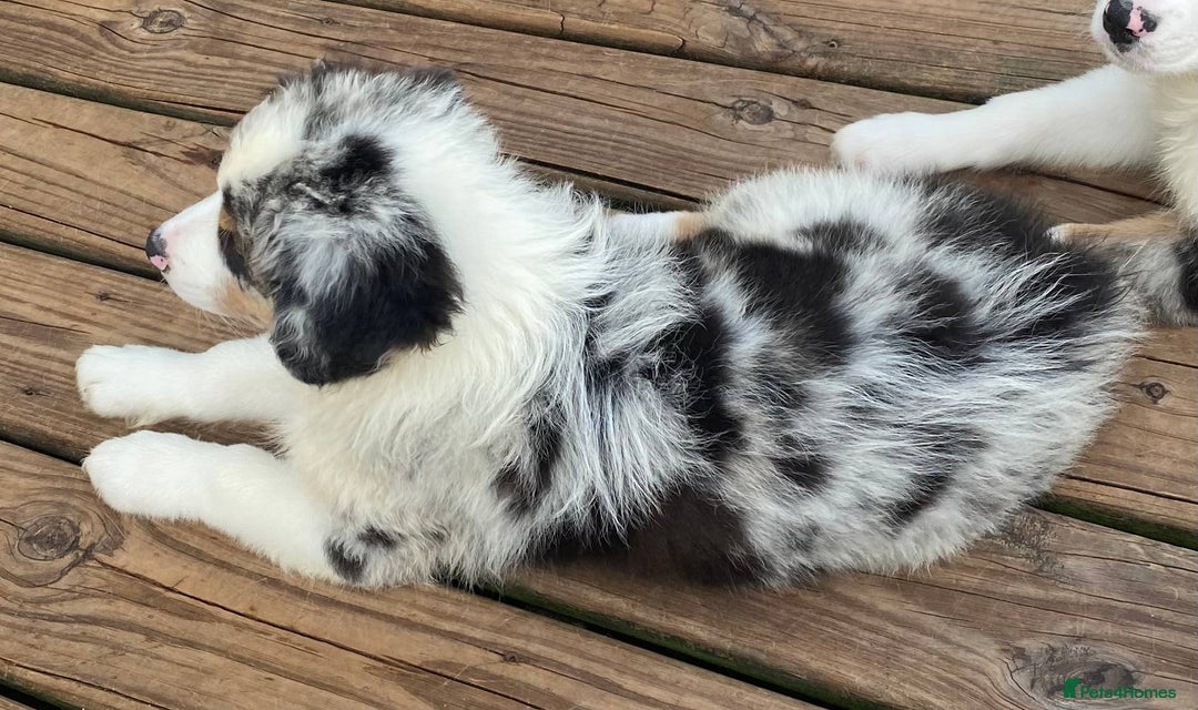 Australian Shepherd dogs for sale: our final Australian Shepherd litter for sale - Image 3