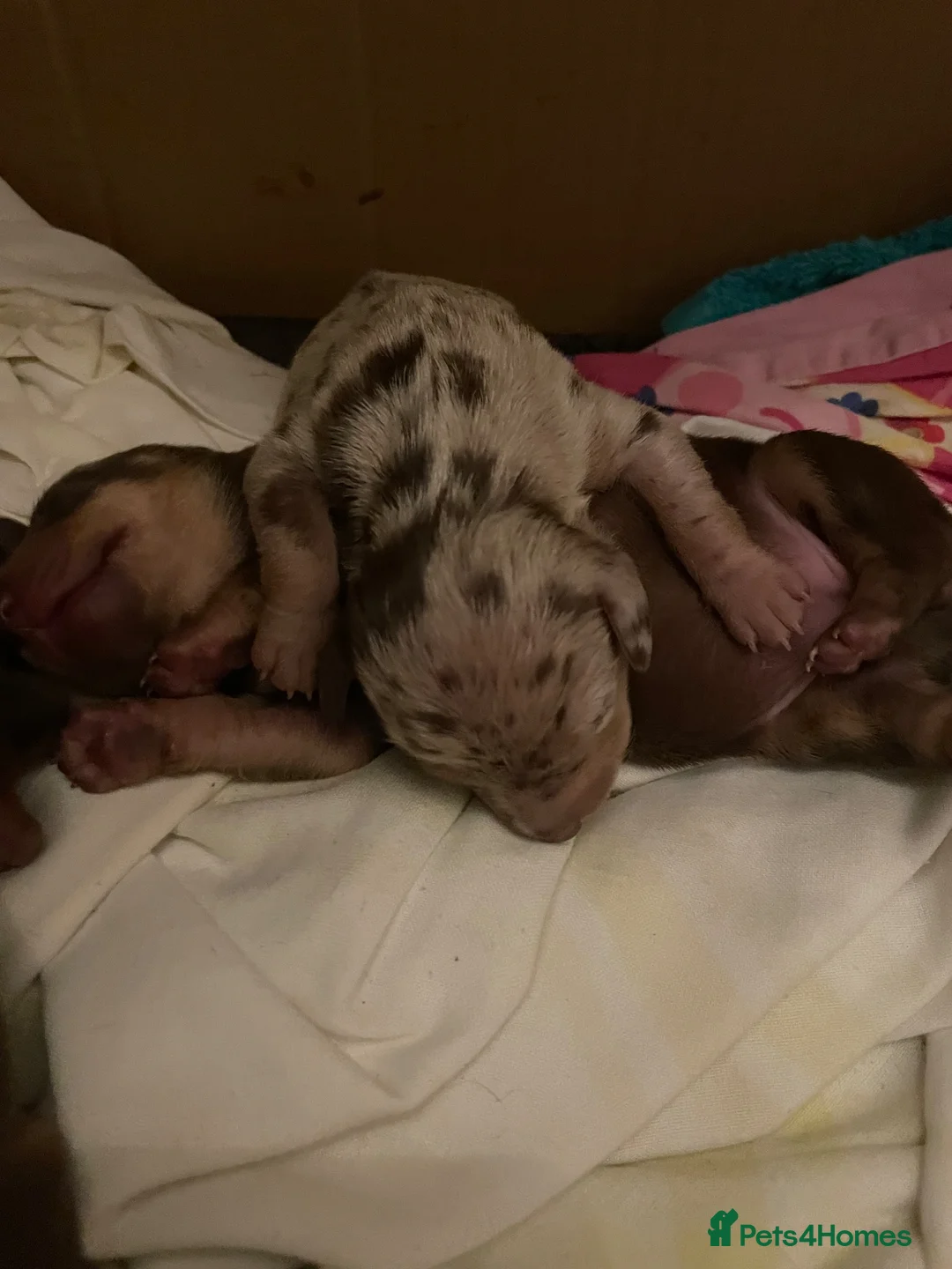 Miniature Dachshund dogs for sale: Beautiful Min Dachshund pups bred in a family home in Alfreton - Advert 2