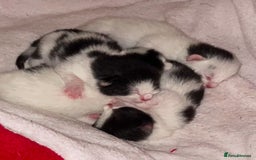 Mixed Breed cats for sale: ⭐️ 🐾🖤 KITTENS, BLACK AND WHITE, BOYS 🐾 ⭐️ - Image 10