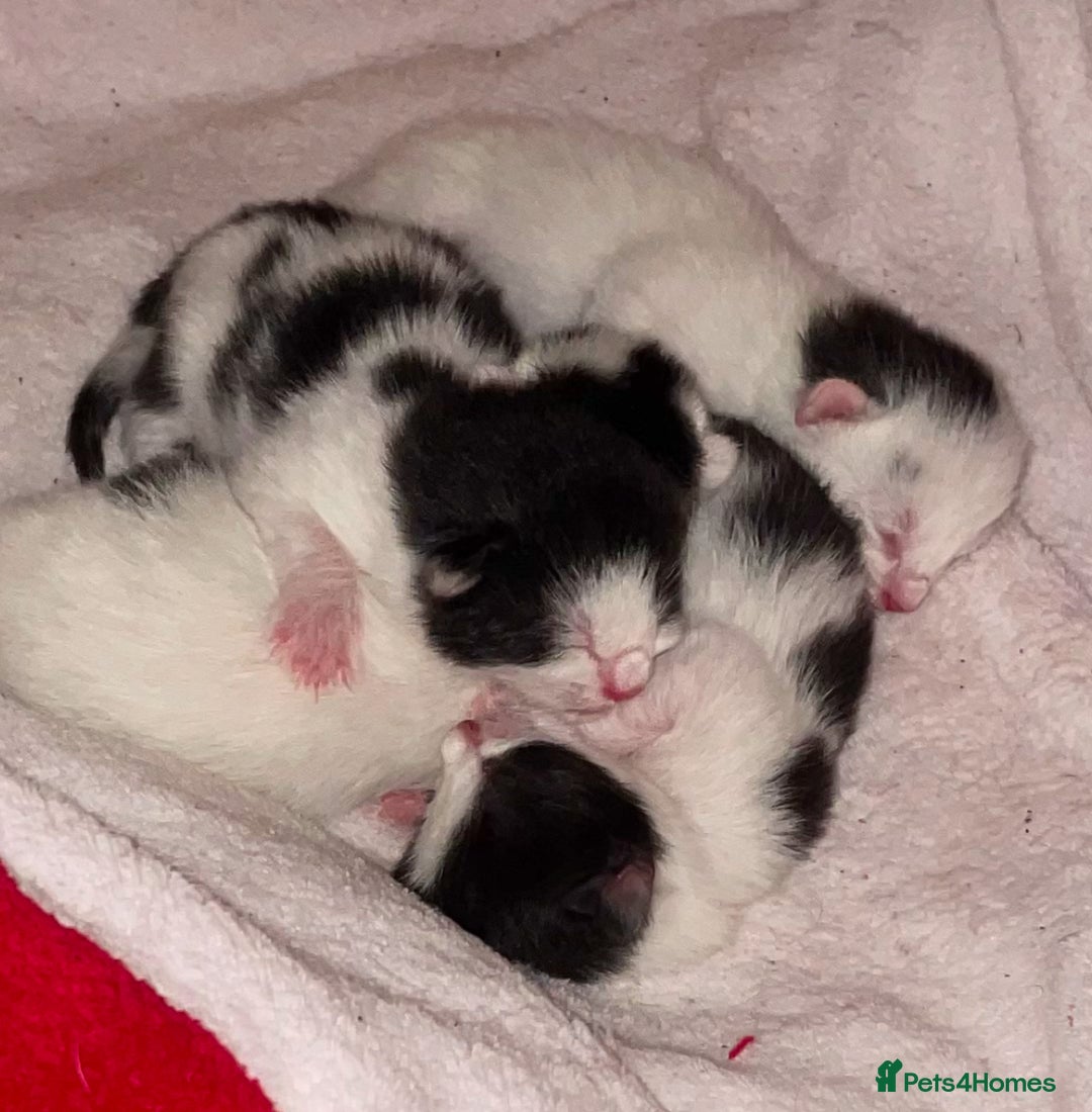 Mixed Breed cats for sale: ⭐️ 🐾🖤 KITTENS, BLACK AND WHITE, BOYS 🐾 ⭐️ - Image 10