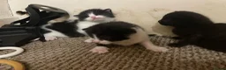 Domestic Shorthair cats for sale: Beautiful fluffy kittens  - Advert 4
