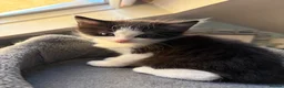 Mixed Breed cats for sale: 4 kittens for sale (2 black and white 2 tabby)  in Hull - Advert 10