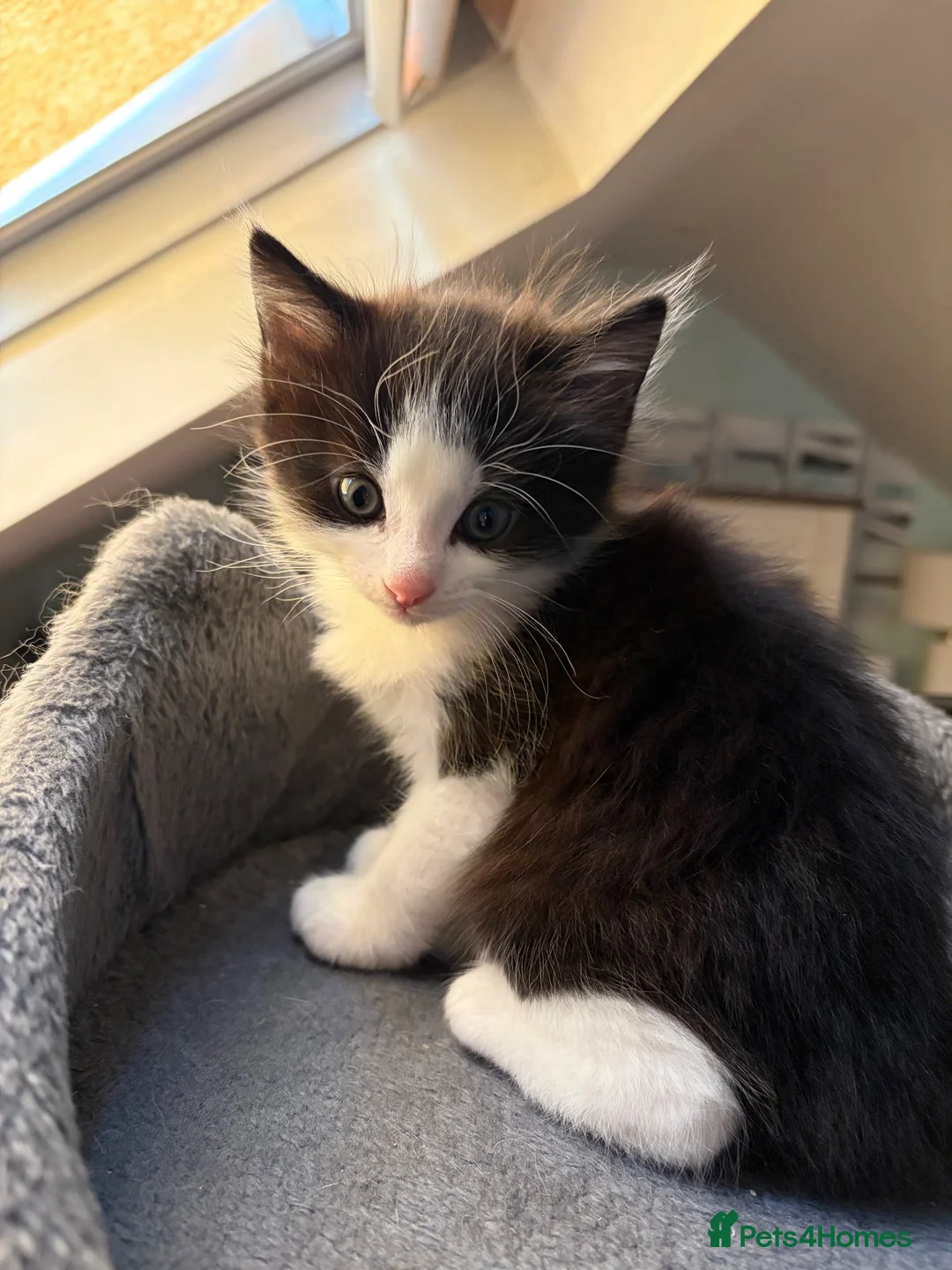 Mixed Breed cats for sale: 4 kittens for sale (2 black and white 2 tabby)  in Hull - Advert 10