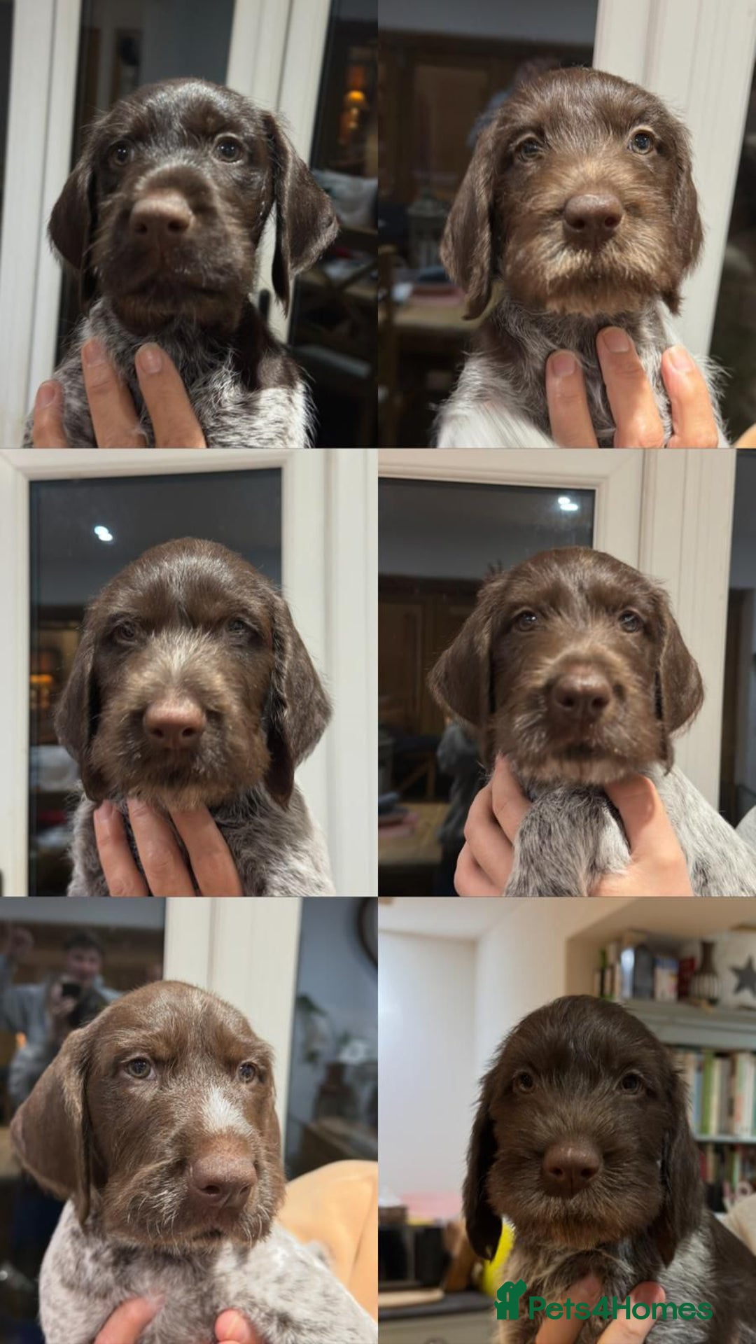 German Wirehaired Pointer dogs for sale: Beautiful GWP Pups For Sale Bred For Their Nature - Image 12