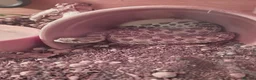Mixed Breed reptiles for sale: Adult Male Western Hognose Snake with full set up  in Carmarthen - Advert 2