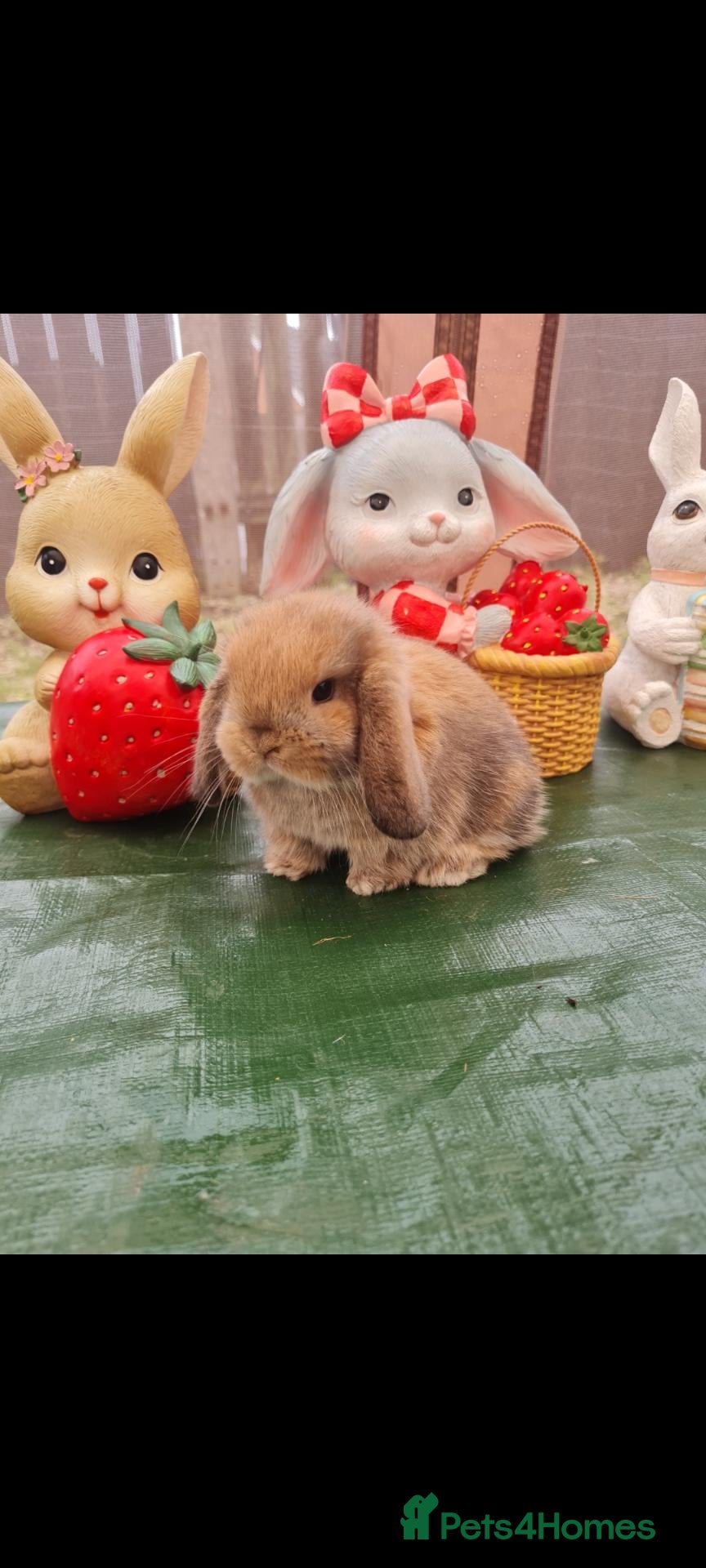 Mini Lop rabbits Paisley's Bunny Barn  - Advert 2