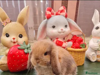 Mini Lop rabbits Paisley's Bunny Barn - Advert 2