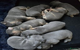 French Bulldog dogs for sale: Gorgeous Blue French Bulldog Girl - Image 8