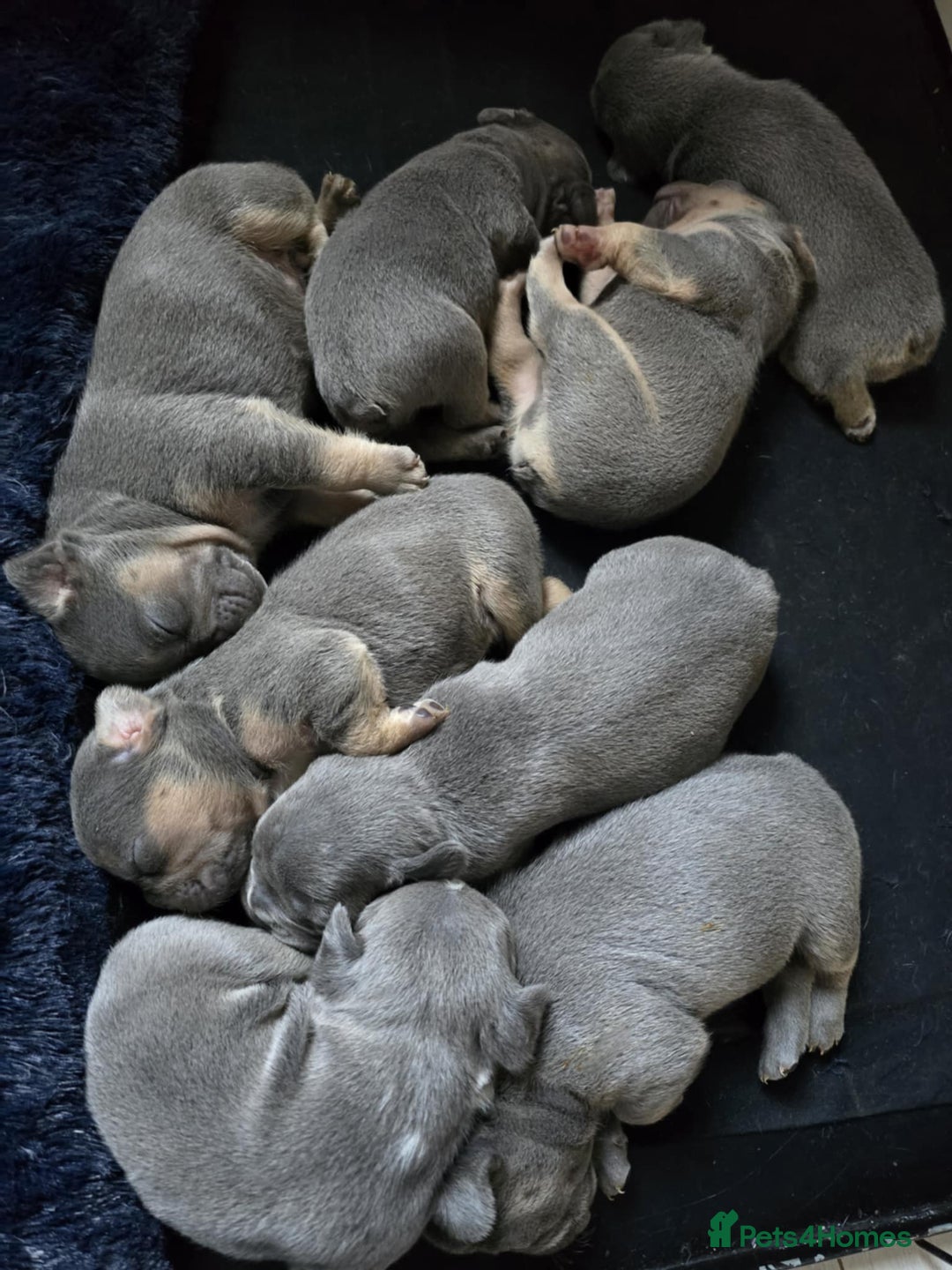 French Bulldog dogs for sale: Gorgeous Blue French Bulldog Girl - Image 8