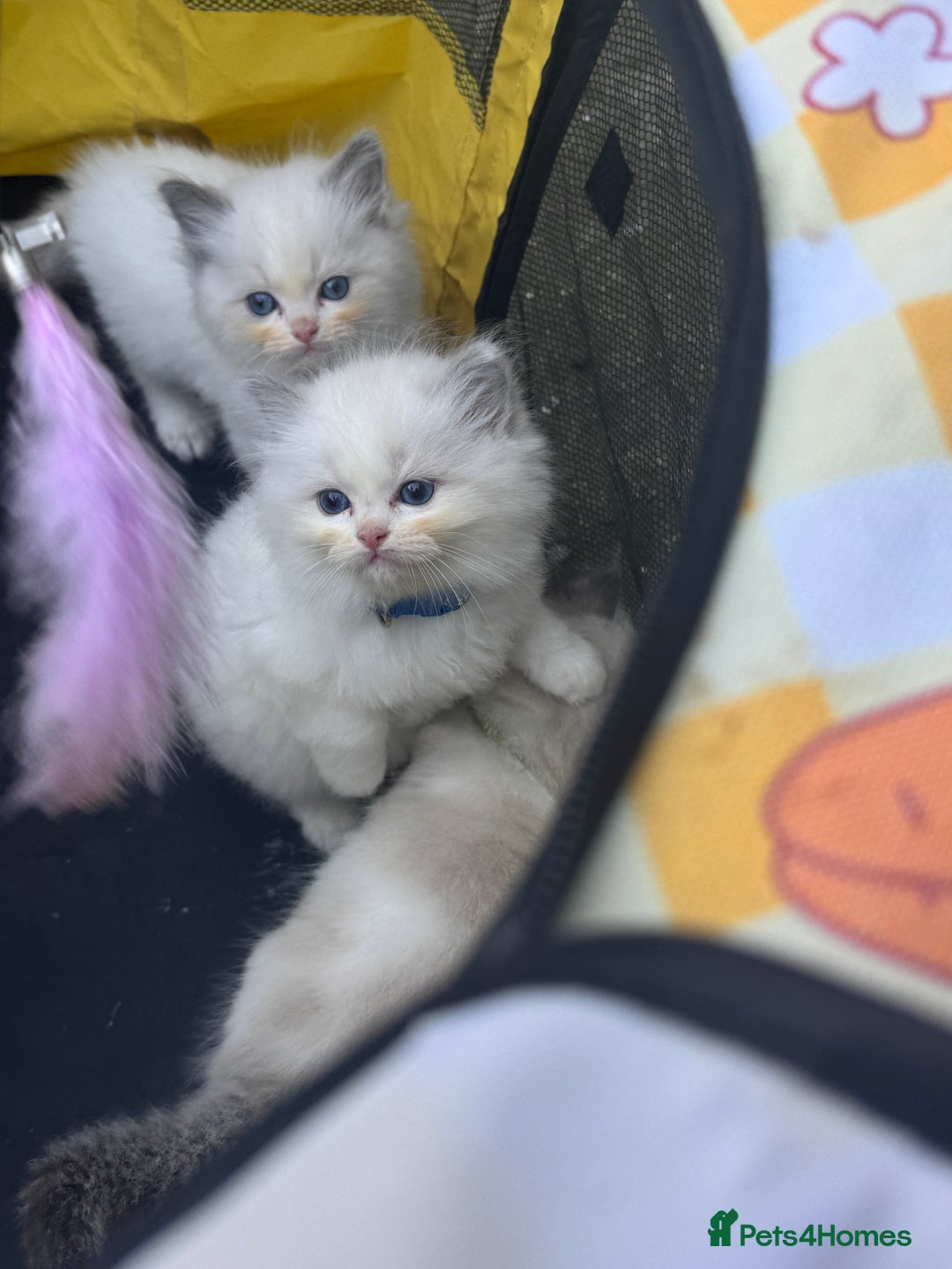 Ragdoll cats for sale: Pure Ragdoll kittens, ready 20th December - Advert 16