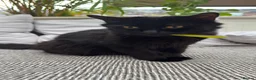 Mixed Breed cats for sale: Stunning kittens 🐈‍⬛  - Advert 29