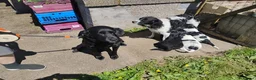Springador dogs for sale: Beautiful springadors, 6 boys 2 girls. 2 left - Advert 4