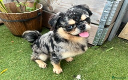Pug dogs for sale: Beautiful fluffy pug - Image 6