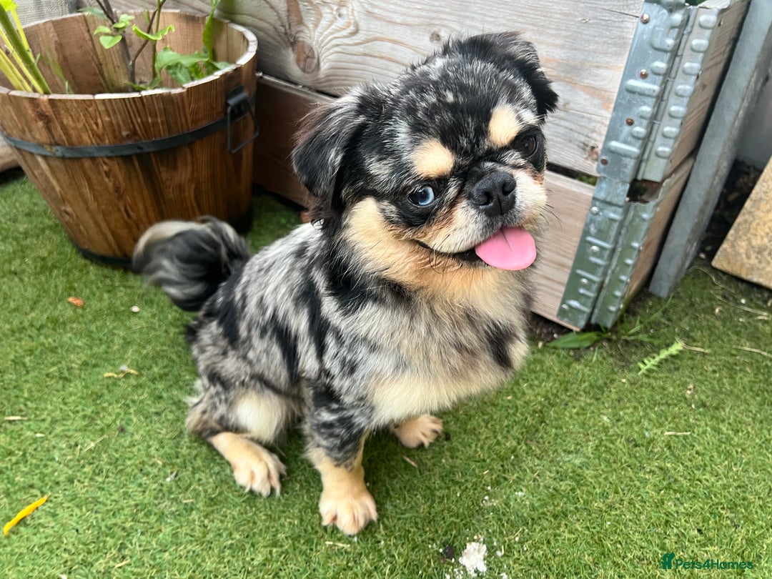 Pug dogs for sale: Beautiful fluffy pug - Image 6