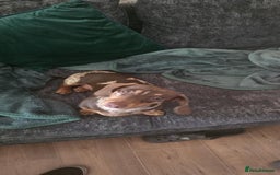 Dachshund dogs for sale: Meme  - Image 2