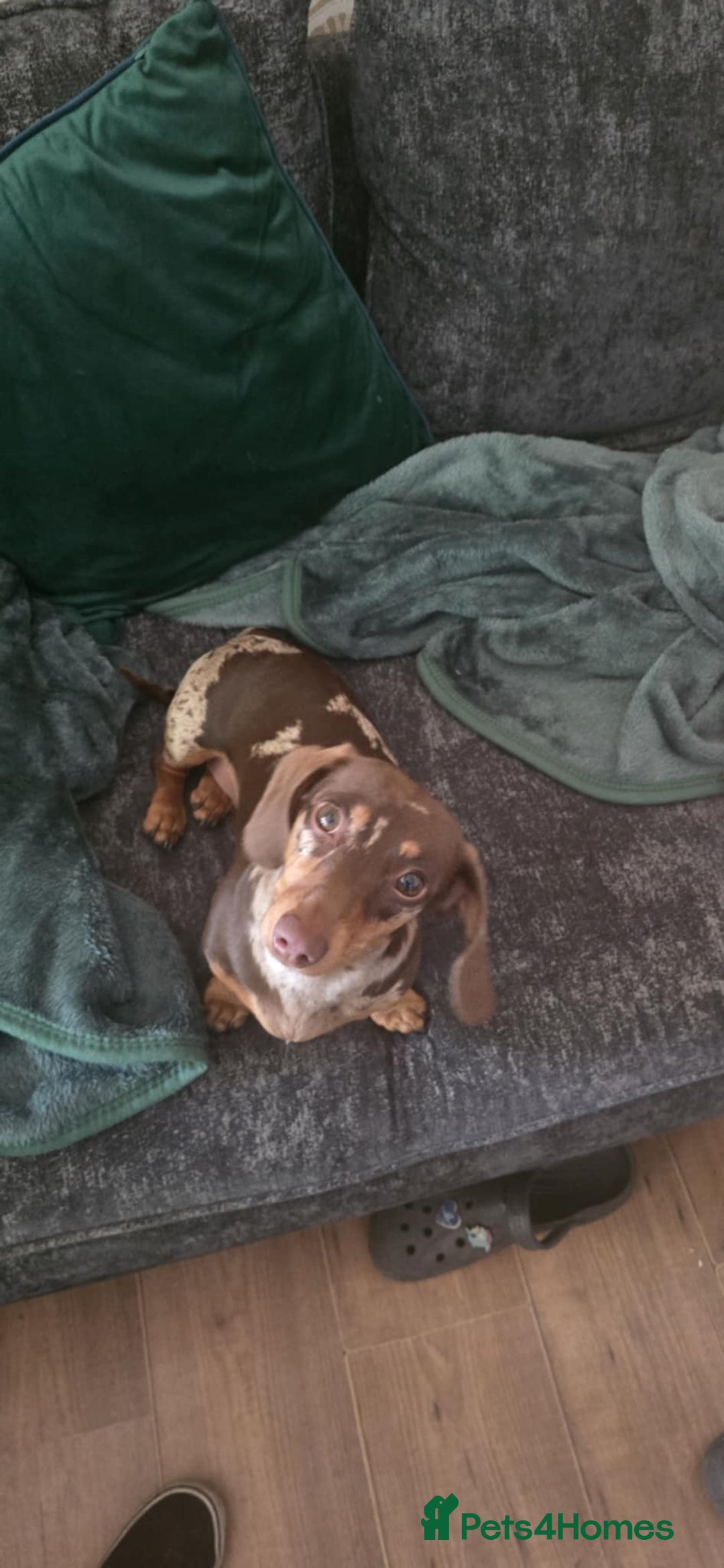 Dachshund dogs for sale: Meme  - Image 2