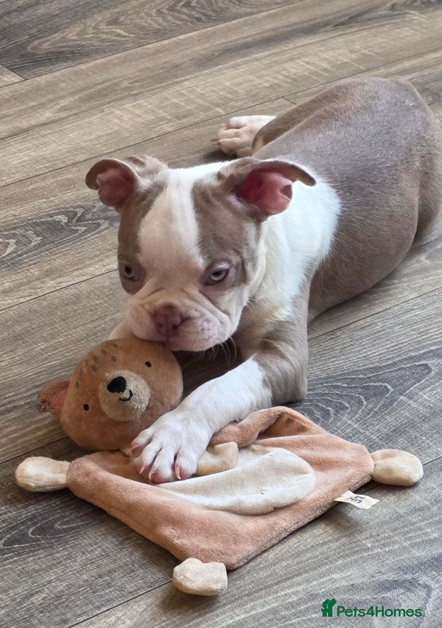 Boston Terrier dogs Ready now Stunning KC Boston Terrier puppies - Advert 1