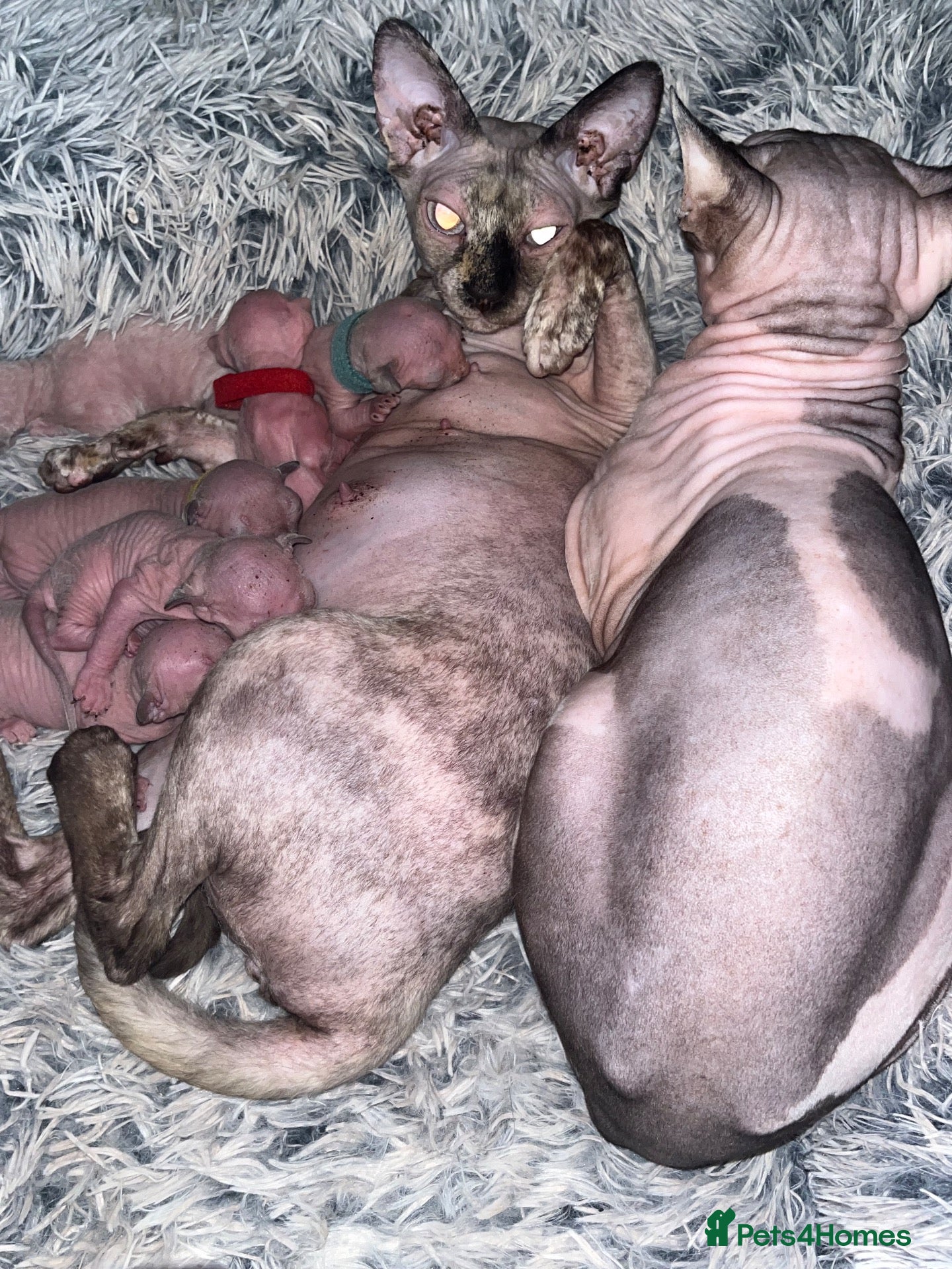 Sphynx cats Sphynx Kittens  - Advert 1