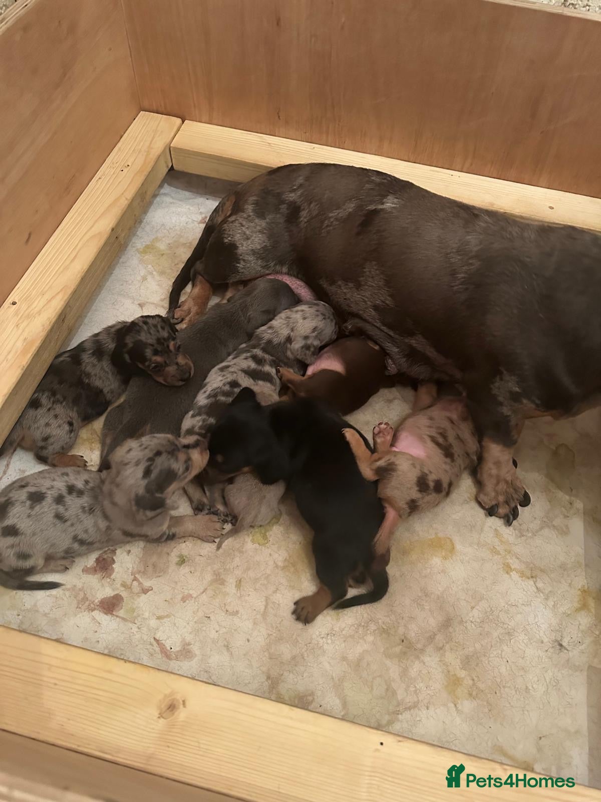 Dachshund dogs DACHSHUND PUPPIES  - Advert 2