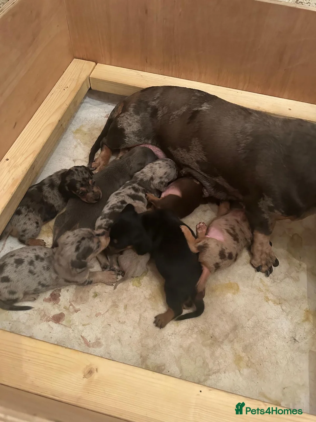 Dachshund dogs for sale: DACHSHUND PUPPIES  - Advert 1