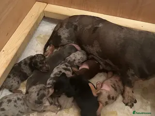 Dachshund dogs DACHSHUND PUPPIES - Advert 2