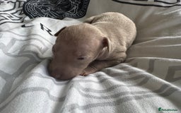 Italian Greyhound dogs for sale: KC registered Italian Greyhounds  - Image 19