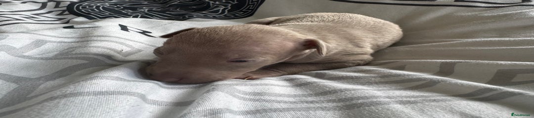 Italian Greyhound Puppy 6