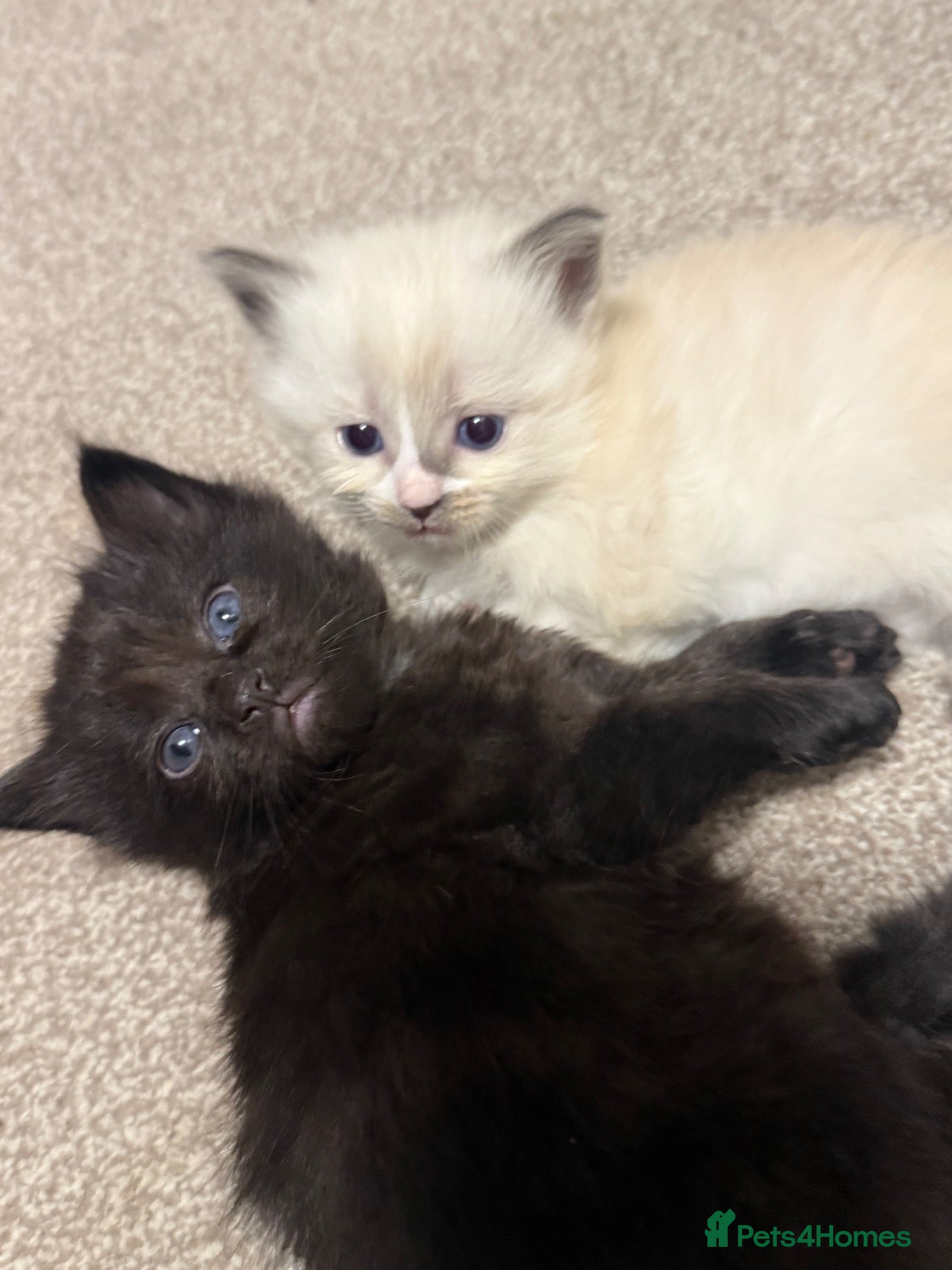 Mixed Breed cats Four Stunning Ragdoll x Ragamuffin kittens  - Advert 8