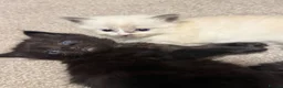 Mixed Breed cats for sale: Four Stunning Ragdoll  & Ragamuffin kittens  - Advert 22