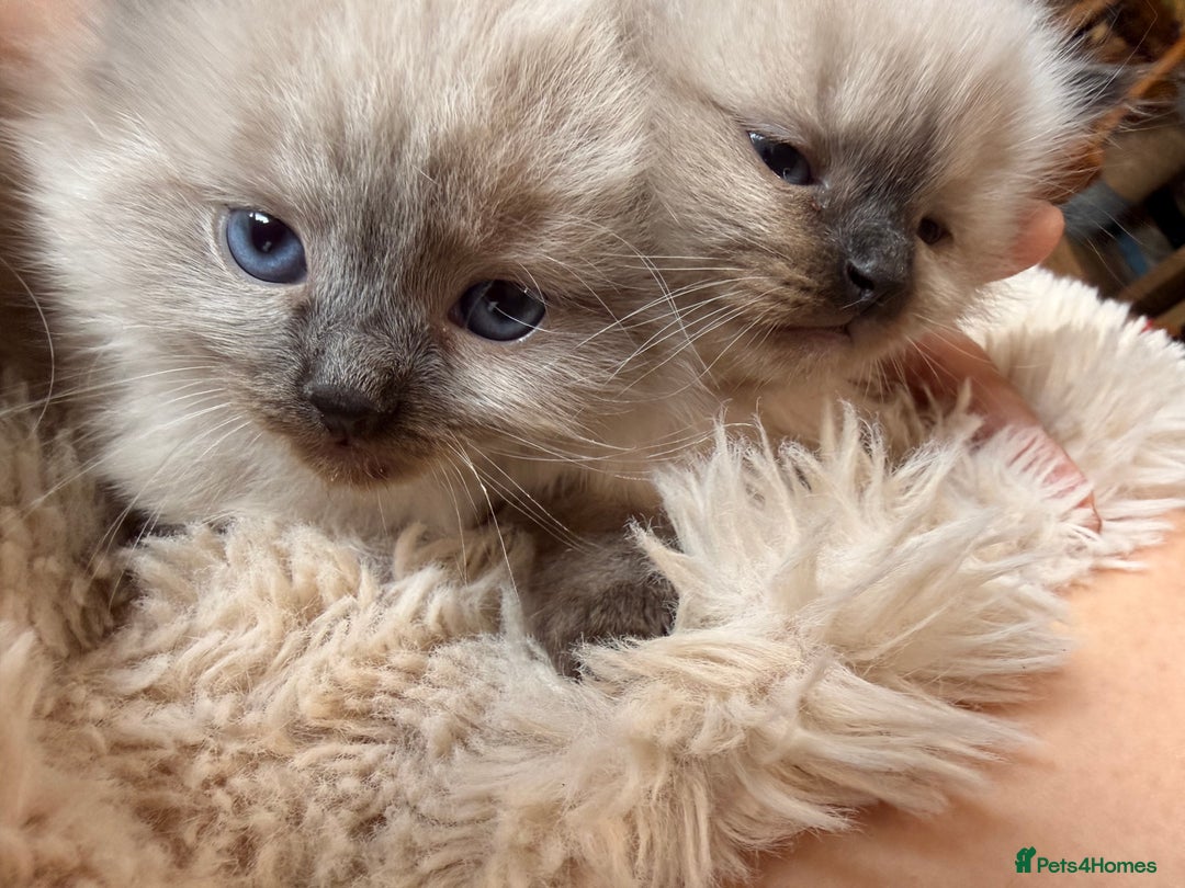 Ragdoll cats for sale: Adorable Ragdoll Kittens  - Image 10