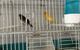 Canaries birds for sale: Canaries  - Image 14