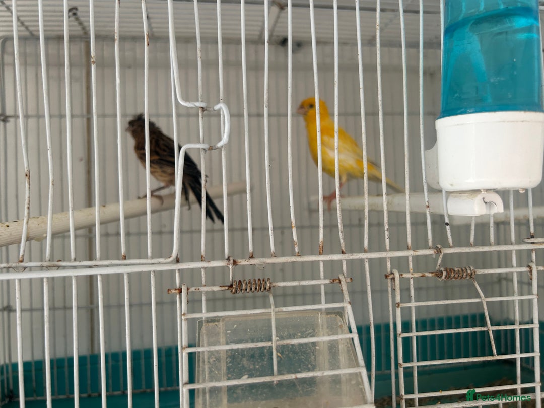 Canaries birds for sale: Canaries  - Image 14