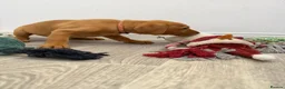 Labrador Retriever dogs for sale: Labrador puppies from a loving family home. - Advert 22