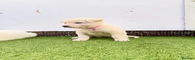 Pink collar female 