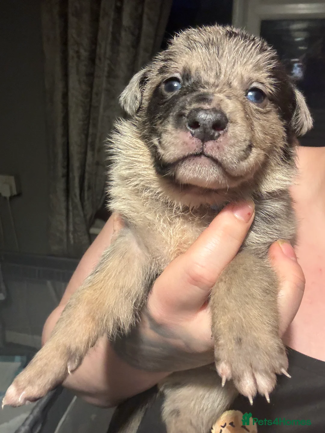 Mixed Breed dogs for sale: Beautiful staff x gsd puppies - Advert 20