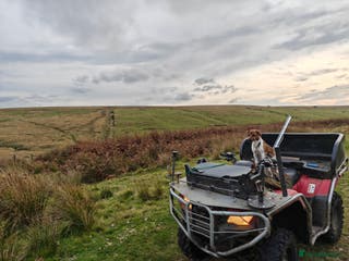 Parson Russell dogs Scrappy Jack For Stud - Advert 18