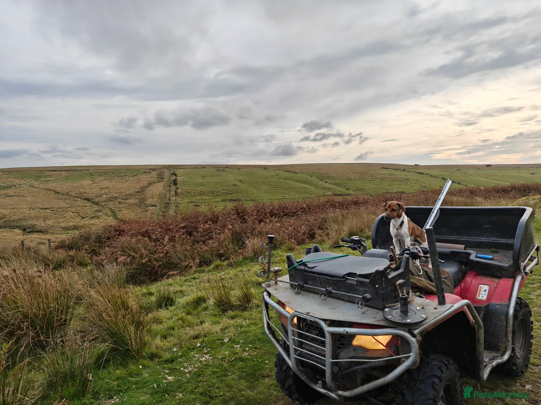 Parson Russell dogs for stud: Scrappy Jack For Stud - Advert 1