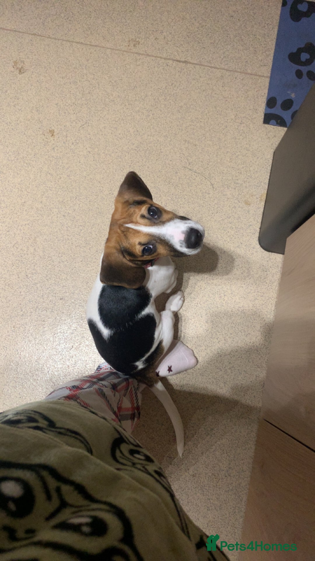 Beagle dogs for sale: 6 month old pure breed tri colour beagle - Advert 4