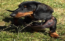 Dachshund dogs for sale: Ruby  - Image 9