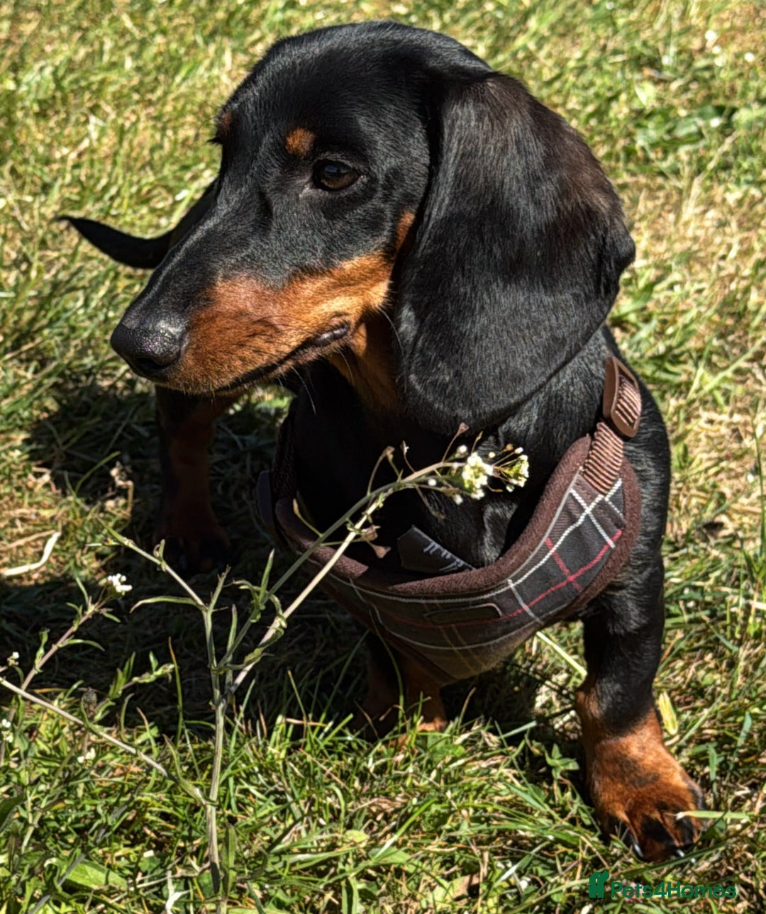 Dachshund dogs for sale: Ruby  - Image 9