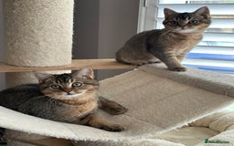 British Shorthair cats for sale: READY NOW! 2 available girls - Advert 7